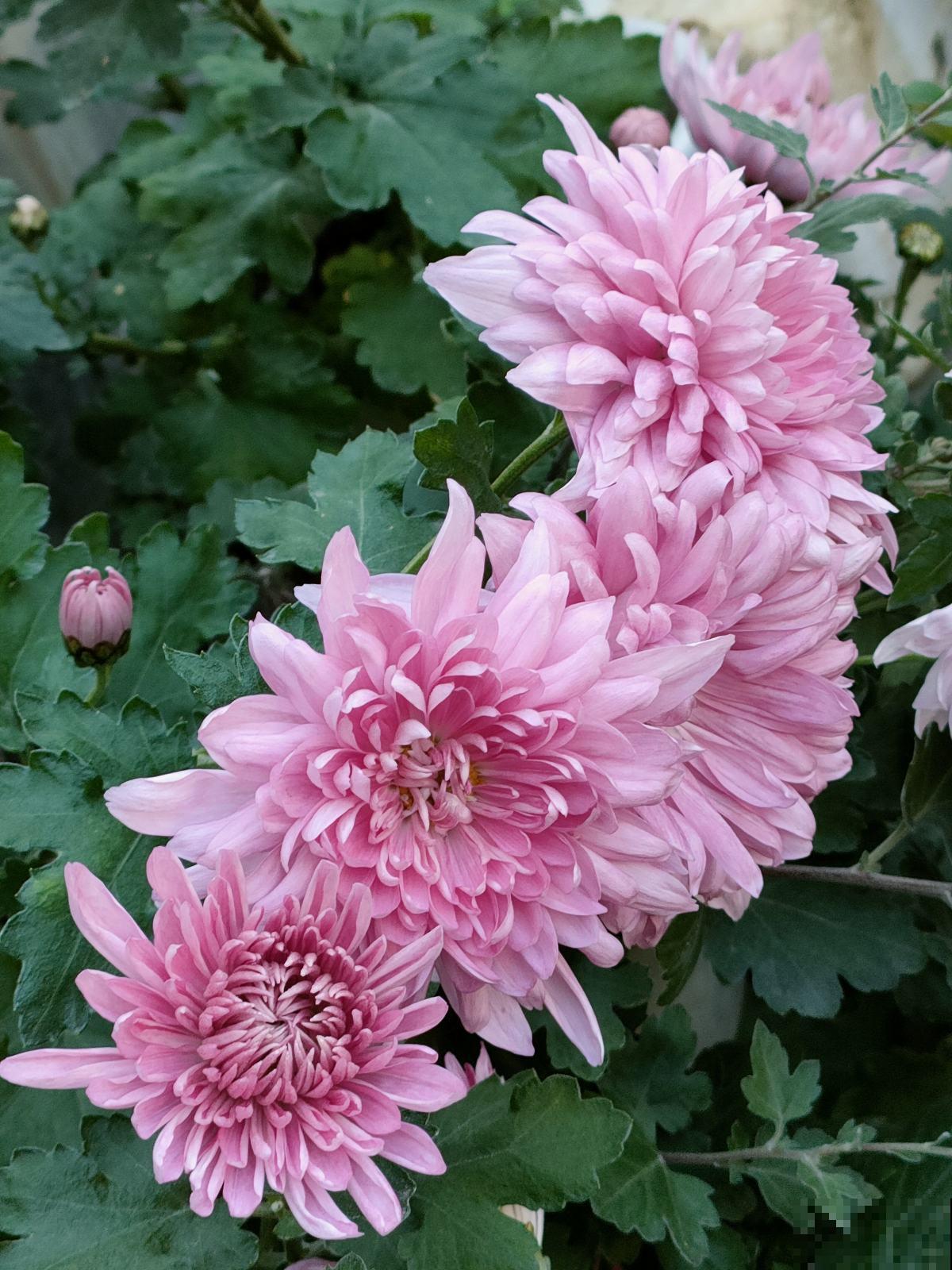 一种花很有名，但婆婆不让我养，只因为不吉利