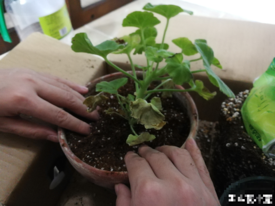 超详细的植物换土步骤,保姆级教程,实用的很 超详细的植物换土步骤,保姆级教程,实用的很