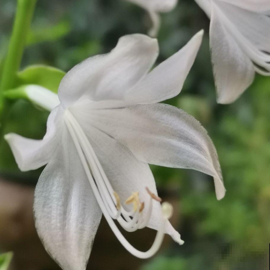 4种不怕冷的花,下雪也能赏,家里必养一盆 4种不怕冷的花,下雪也能赏,家里必养一盆