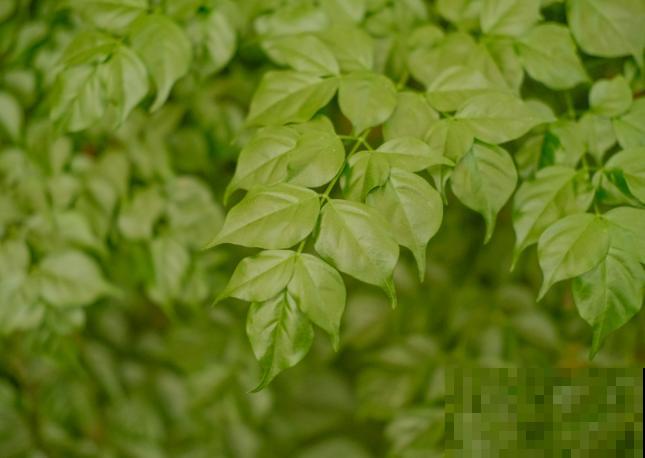 幸福树叶子长白色,通常和这3种原因相关,病害一定要注意 幸福树叶子长白色,通常和这3种原因相关,病害一定要注意