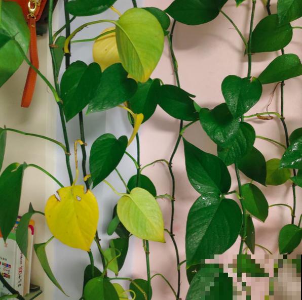 4种植物，一到冬天就黄叶，看看你错误在哪里