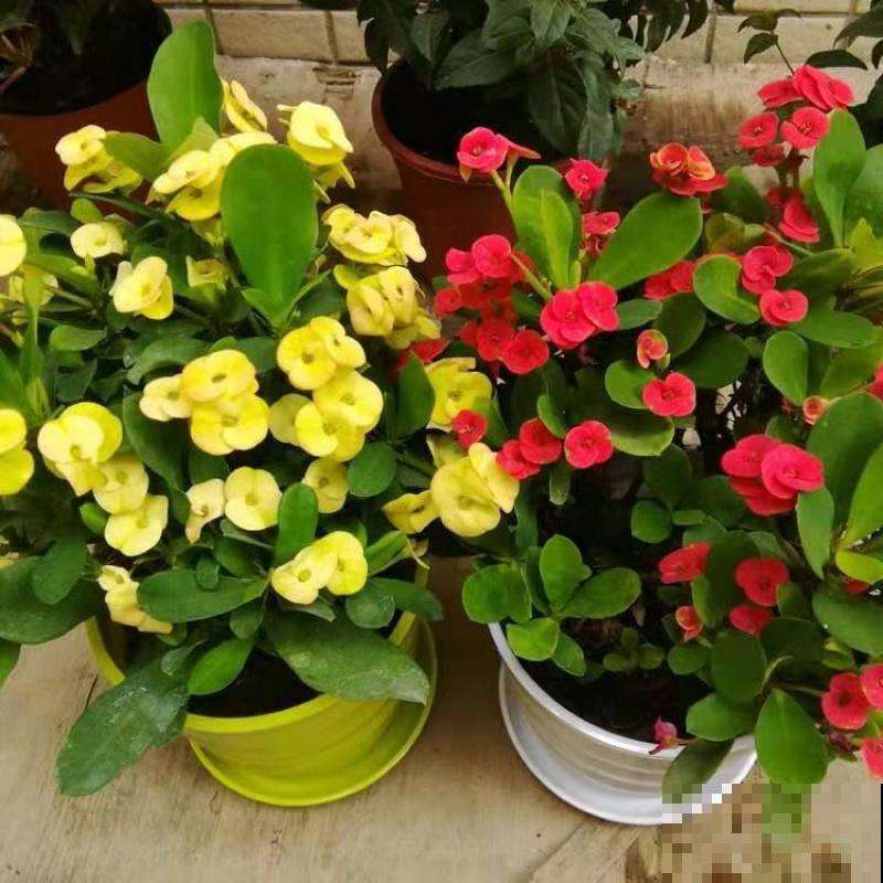 常见的4种植物,只开花不结果,开花观赏性极佳 常见的4种植物,只开花不结果,开花观赏性极佳