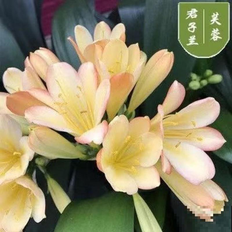 君子兰一直不开花，学会什么叫“春化”，开花数量翻倍