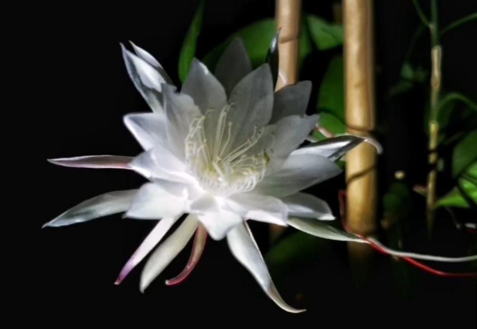 你出生在几月,你的“守护花神”就是对应花,赶紧来看看 你出生在几月,你的“守护花神”就是对应花,赶紧来看看