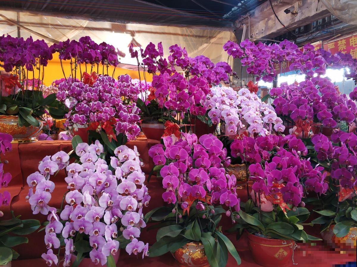 经常逛花市,4个省钱经验分享给大家,可要记好了 经常逛花市,4个省钱经验分享给大家,可要记好了