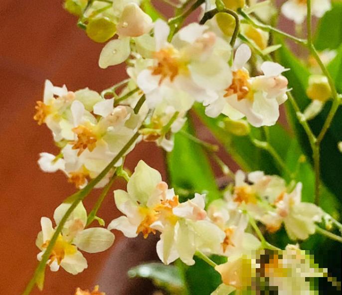 文心兰蹿花箭，记住养护4要点，花又多又香，长得特壮