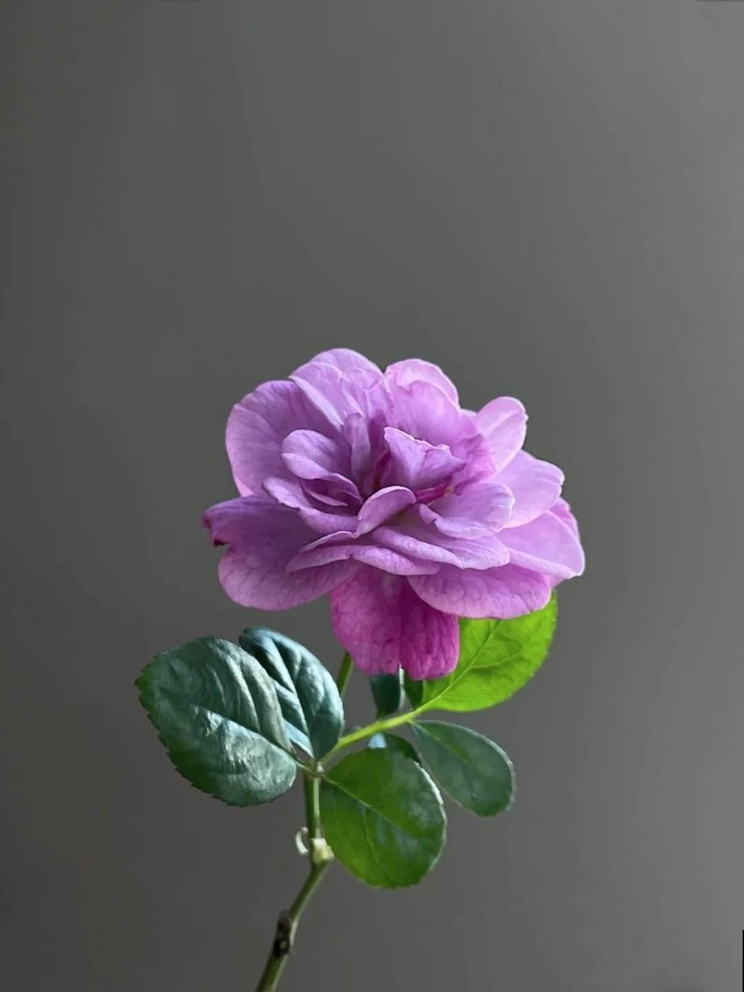 3月抓紧剪枝条，一个月后就爆花，长势迅猛摁都摁不住