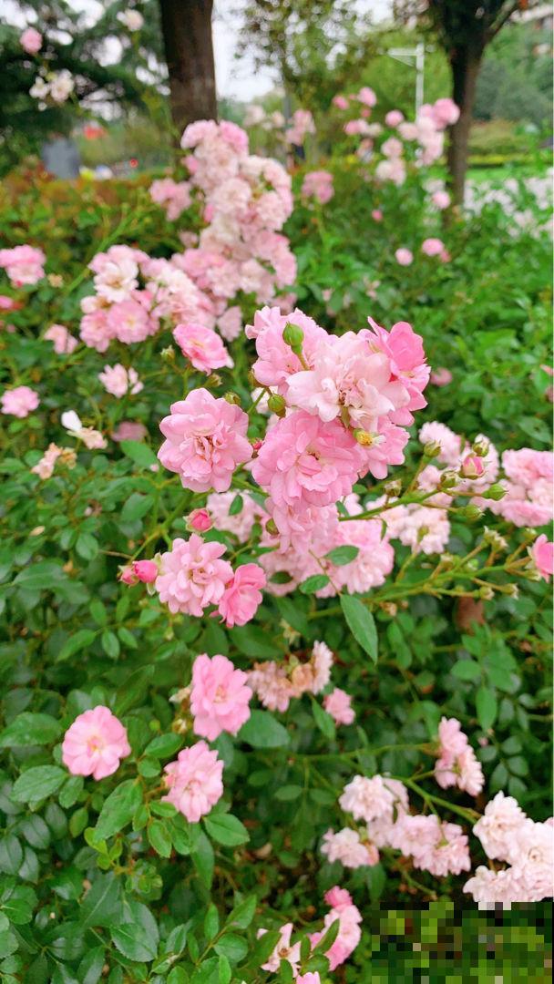 3种花现在种，生长速度呈倍速，两个月就能开花