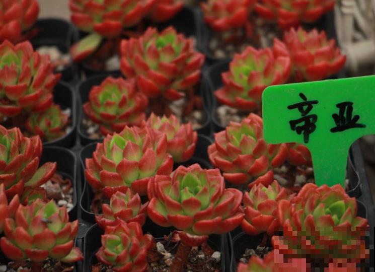 一种多肉红得像火,剪一刀,用点肥,呼呼长爆盆 一种多肉红得像火,剪一刀,用点肥,呼呼长爆盆