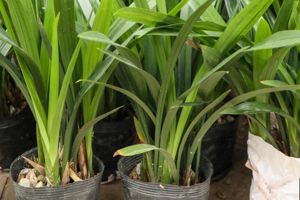 天干物燥,冬天室内多喷水,不然花干成柴火 天干物燥,冬天室内多喷水,不然花干成柴火