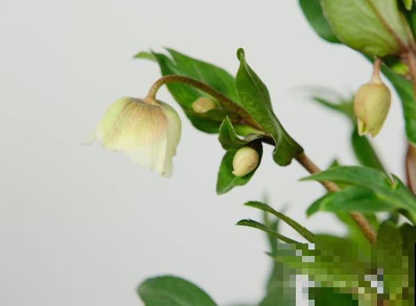 铁筷子养殖很简单，学会这5步，在家也能种