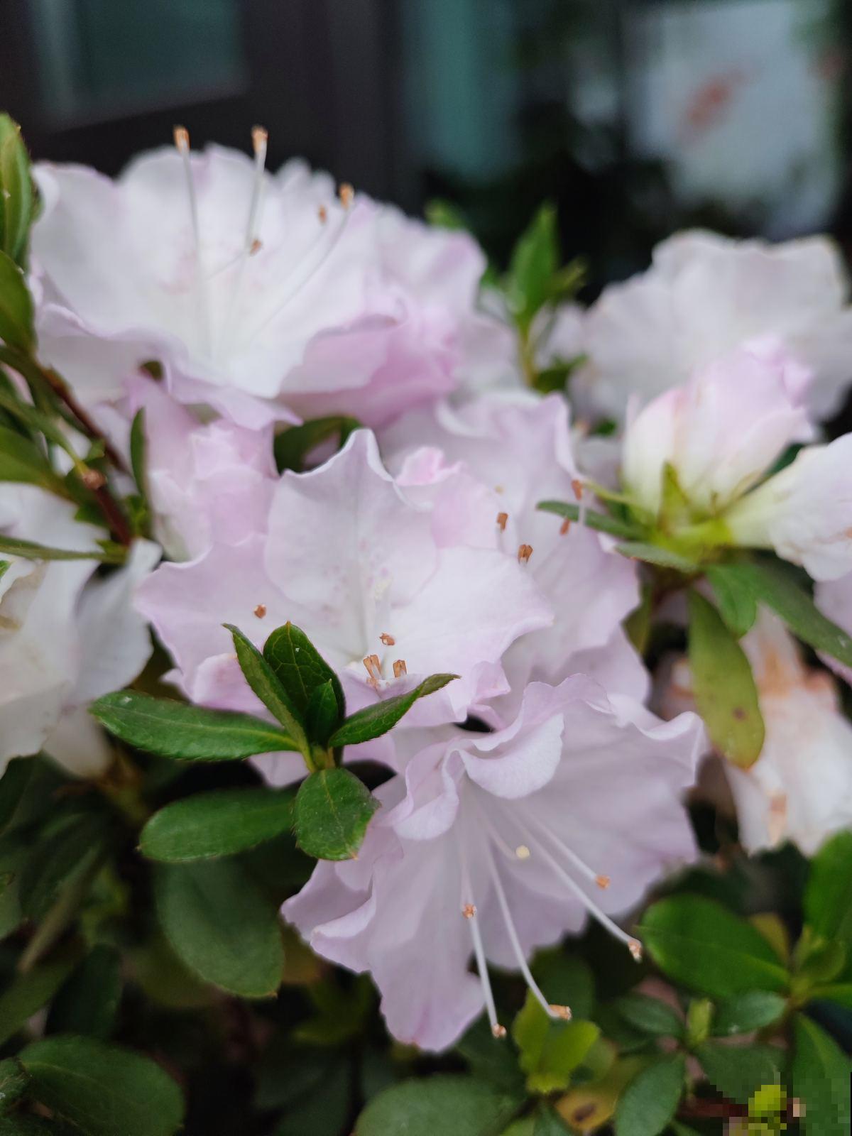 爱喝酸酸水的3种花,喂点酸水就爆盆,还能旺宅 爱喝酸酸水的3种花,喂点酸水就爆盆,还能旺宅