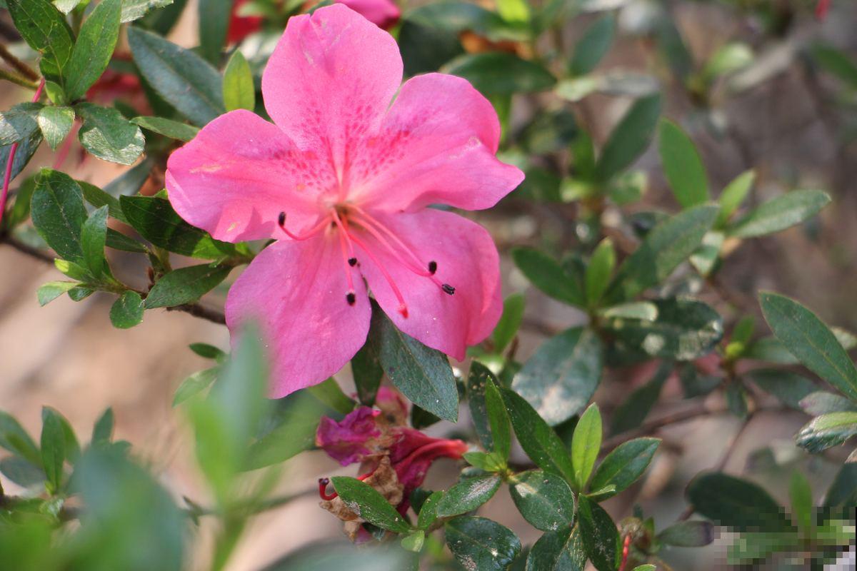 “女人花”确有其物，只是花不好养，但人人都见过