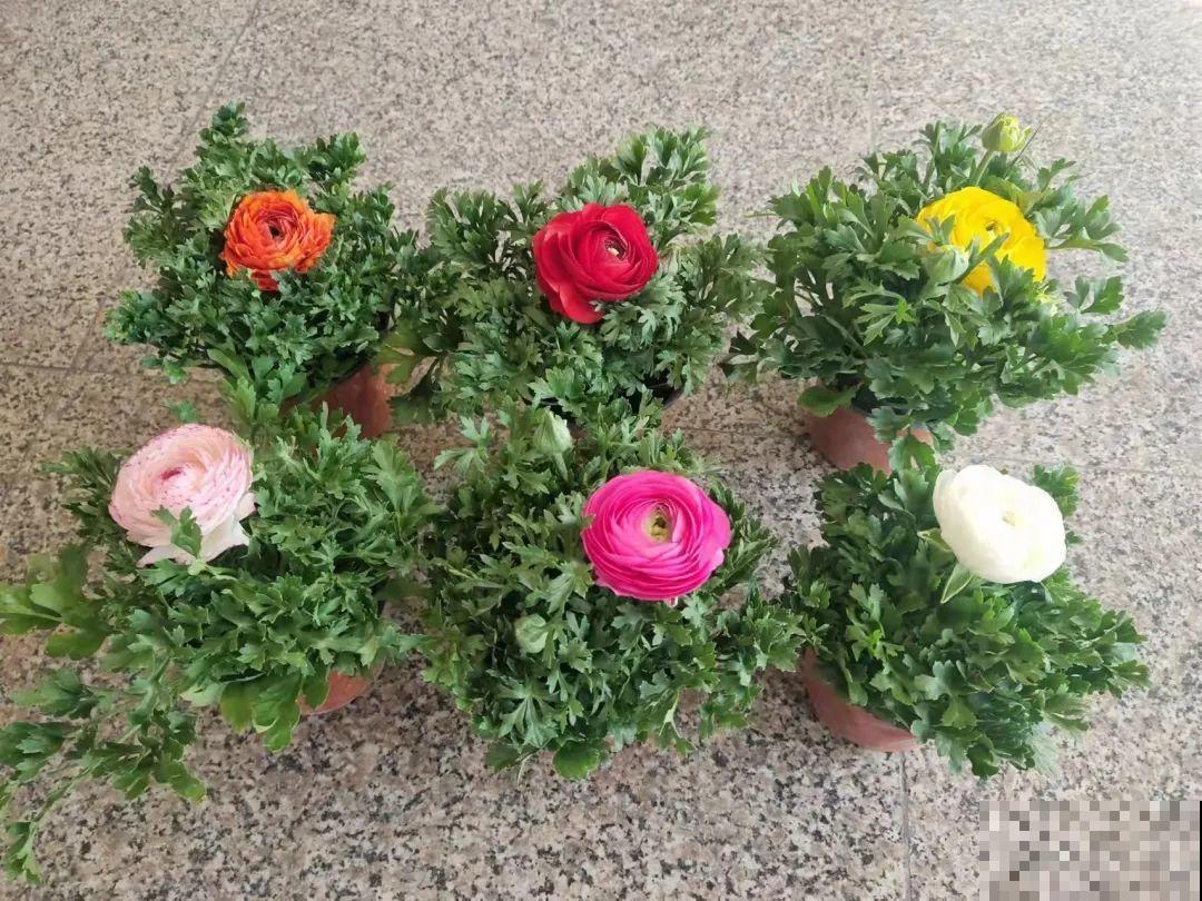 一种花被称作“小牡丹花”,能开花3个月,比玫瑰花还好看 一种花被称作“小牡丹花”,能开花3个月,比玫瑰花还好看