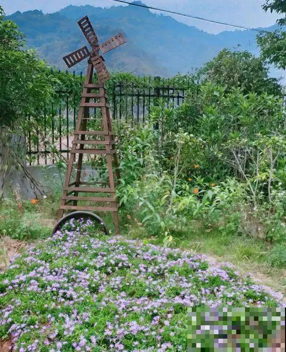 草花中的“小霸王”,耐热耐寒耐阴,开花能开大半年! 草花中的“小霸王”,耐热耐寒耐阴,开花能开大半年!