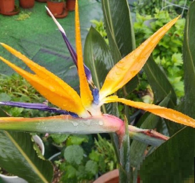 天堂鸟长太高,赶紧掐尖,株型更加饱满 天堂鸟长太高,赶紧掐尖,株型更加饱满