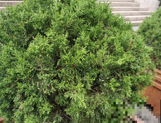 要想栽种柏树，夏季不要动，这2个季节栽种成活率才高