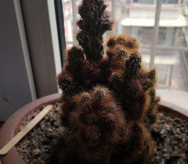 1种镇宅花养家里，安全感十足，有镇宅平安好寓意