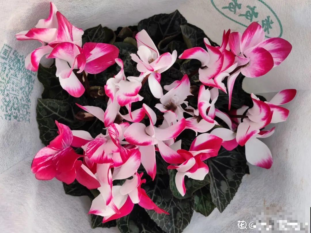 9种花是“一次性”，年前买、年后扔，不心疼钱吗？