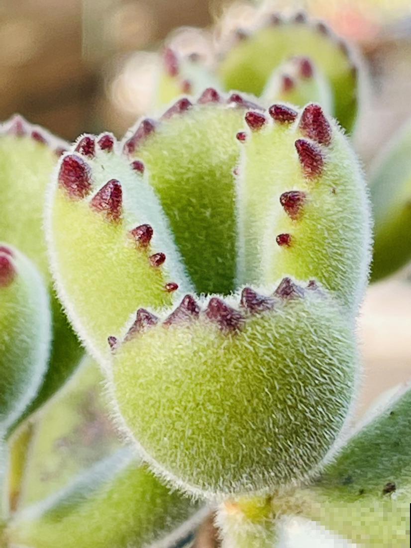 4种花，叶子不能碰水，一喷水就完蛋，千万注意