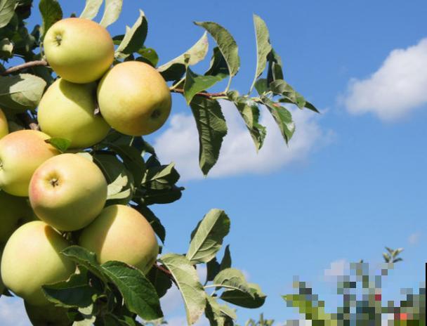 让果树快速生根的小妙招,不花钱就能促根,效果堪比生根粉 让果树快速生根的小妙招,不花钱就能促根,效果堪比生根粉