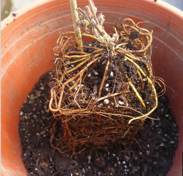 花园三剑客也要换盆,越冷长得越旺,明年呼呼开花 花园三剑客也要换盆,越冷长得越旺,明年呼呼开花