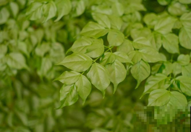 幸福树买回家,叶子卷成“自来卷”,究竟是为啥 幸福树买回家,叶子卷成“自来卷”,究竟是为啥