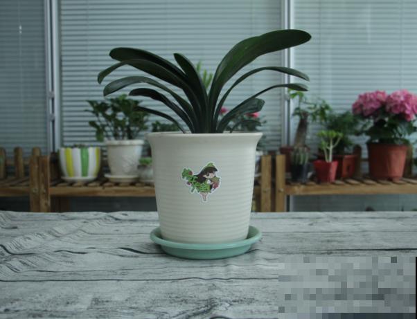 君子兰空根不要急，记住这4点，重新种植还有救