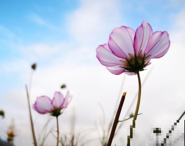格桑花和秋英花分不清楚，记住这3点，轻松区别
