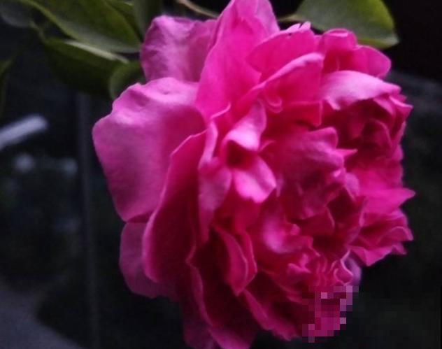 胭脂香水难养，主要和这3点有关，学会以后养殖变简单