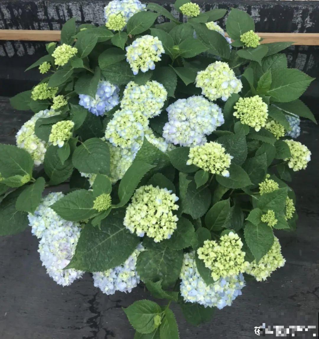 花园三剑客也要换盆,越冷长得越旺,明年呼呼开花 花园三剑客也要换盆,越冷长得越旺,明年呼呼开花