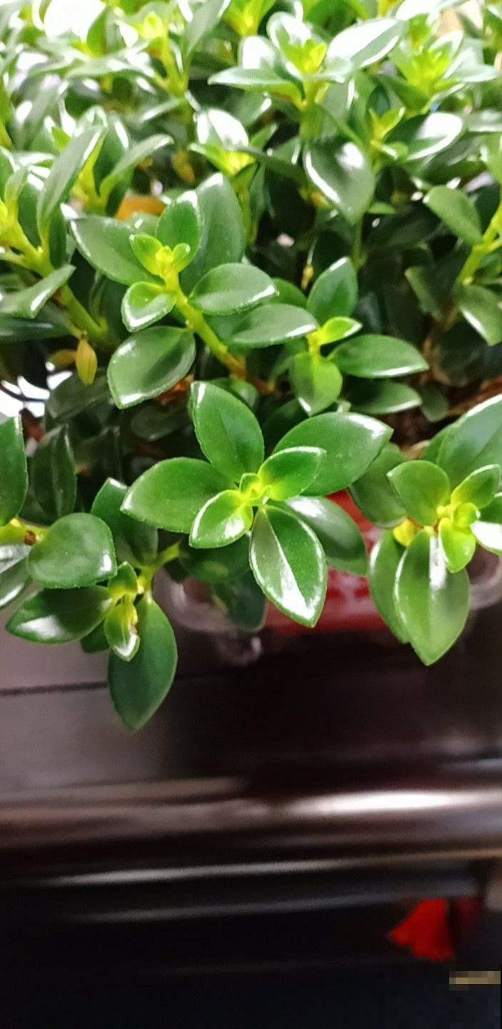 这6种花适合春天扦插，生根快，再晚就来不及了