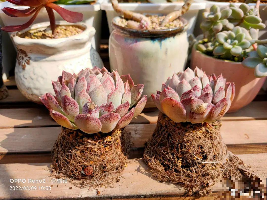 超详细的植物换土步骤,保姆级教程,实用的很 超详细的植物换土步骤,保姆级教程,实用的很