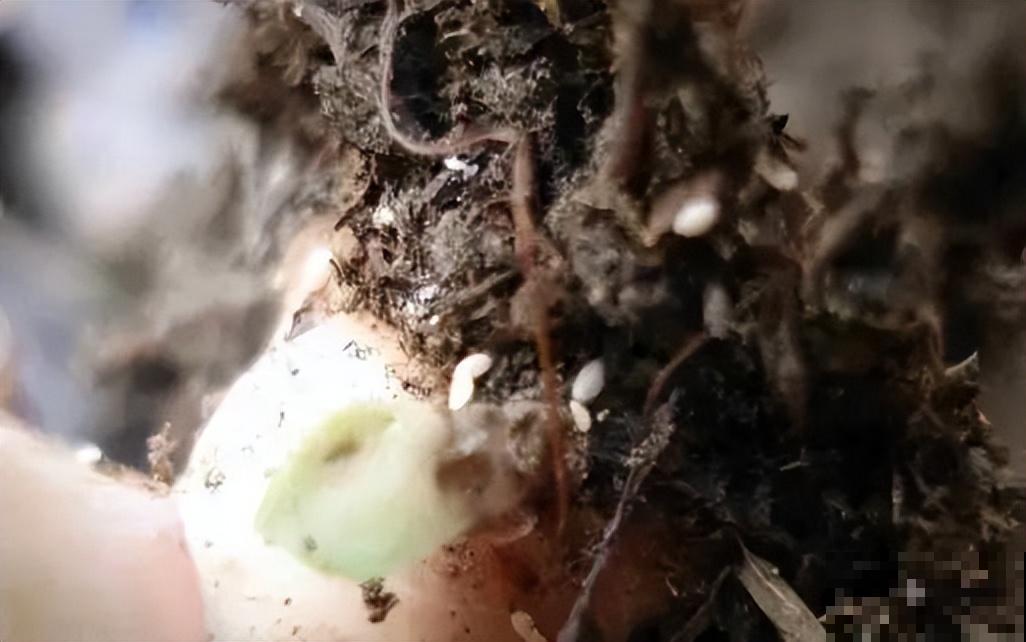 一把白色小豆豆撒土里，啥虫都能杀死，全年不生虫，干干净净