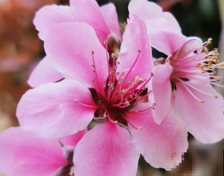 樱花桃花傻傻分不清,记住4要点,轻轻松松分辨 樱花桃花傻傻分不清,记住4要点,轻轻松松分辨