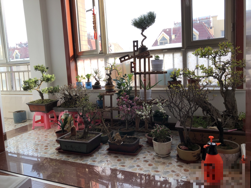 花盆里出现“白色棉絮”，发现第一时间处理，植物求救信号别忽视