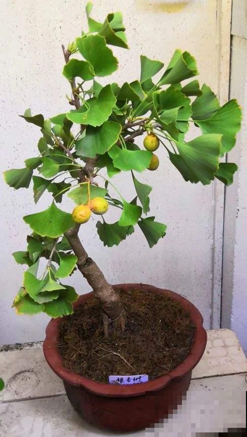 3种花，命里含“富贵”，寿命特别长