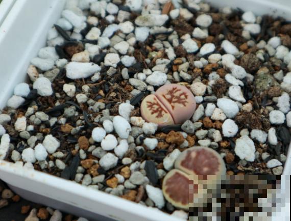 石生花养殖简单，5点学会，长势旺盛