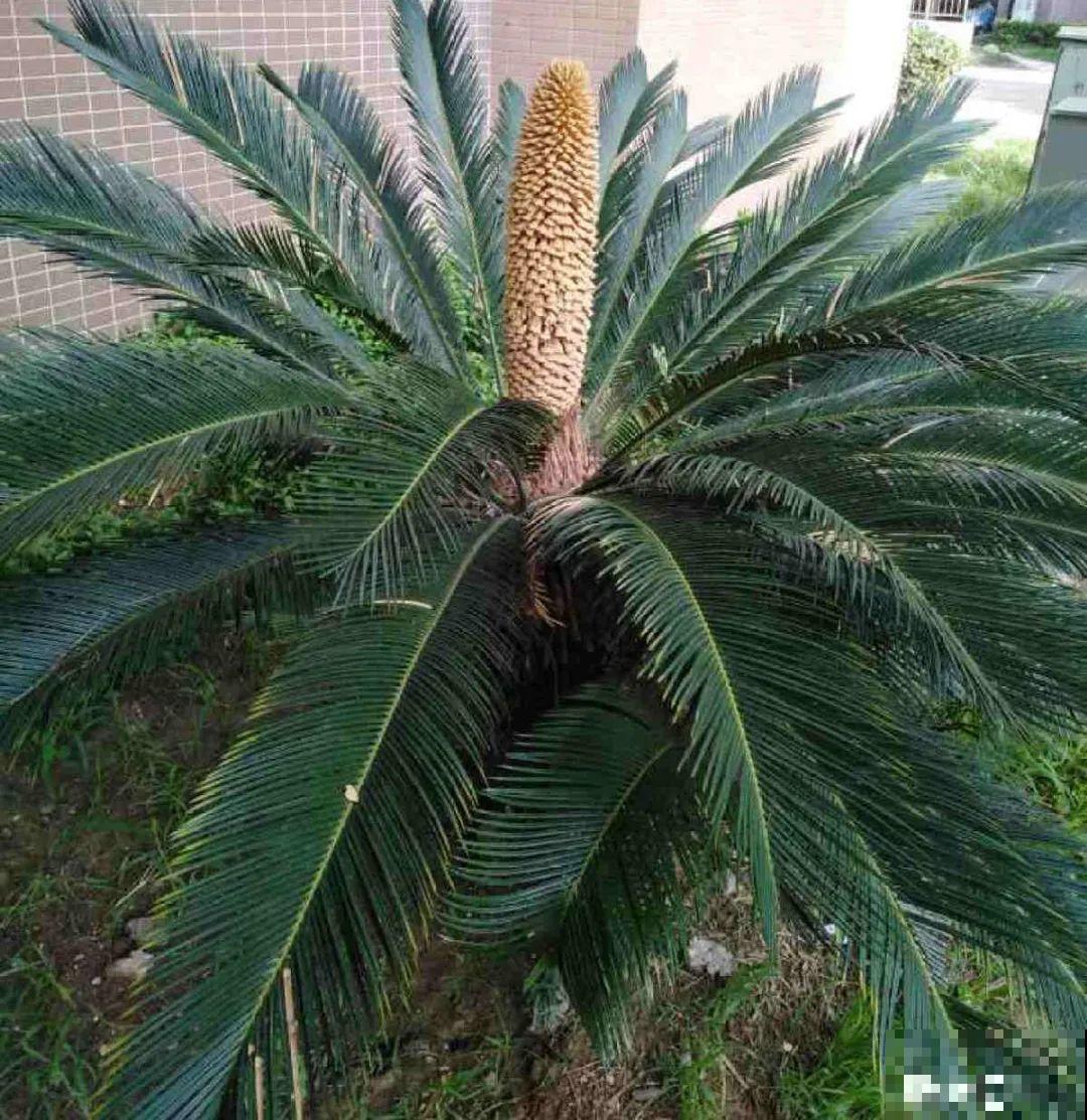 老人常说,6种吉祥花,轻易不开花,开花据说有好运 老人常说,6种吉祥花,轻易不开花,开花据说有好运