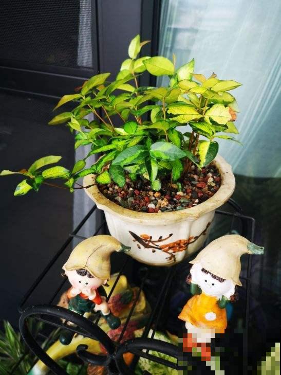 有格调的人爱养6种花，叶子颜值堪比油画，有气质好养活