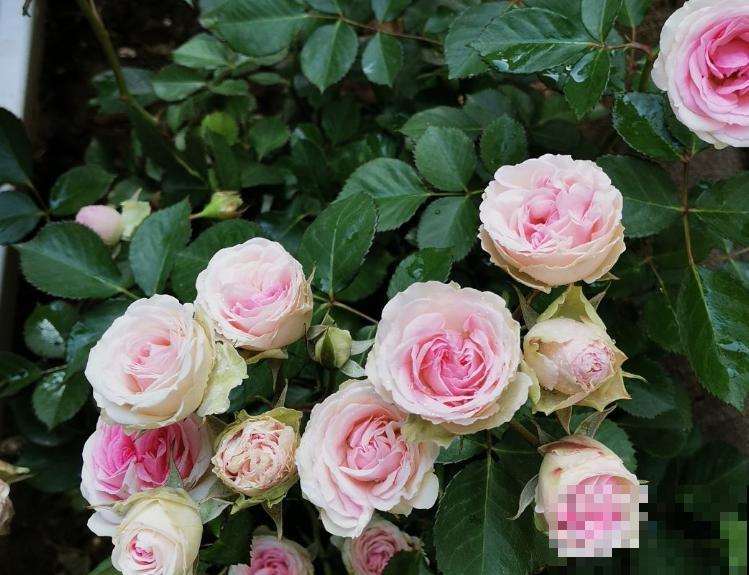 月季狠心剪一刀,呼呼冒笋芽,花量翻一倍 月季狠心剪一刀,呼呼冒笋芽,花量翻一倍