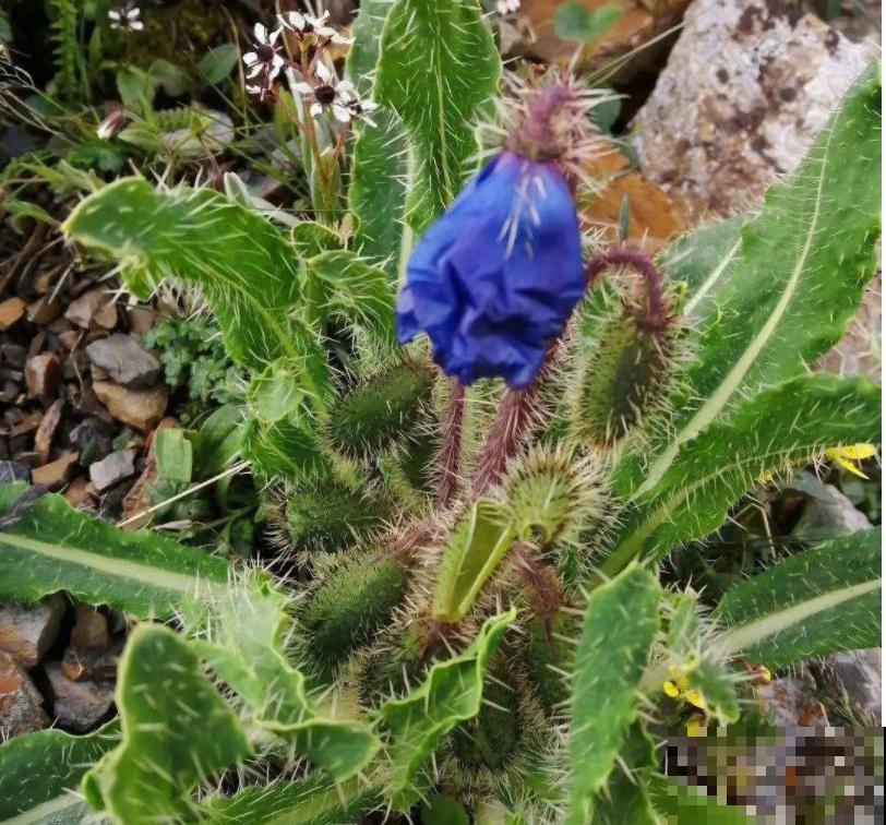 7种花不能买，触犯法律了不得，买了给自己惹麻烦