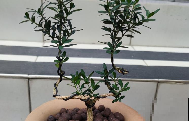 养了6年的小盆景,邻居花5000块想买走,我可不卖 养了6年的小盆景,邻居花5000块想买走,我可不卖