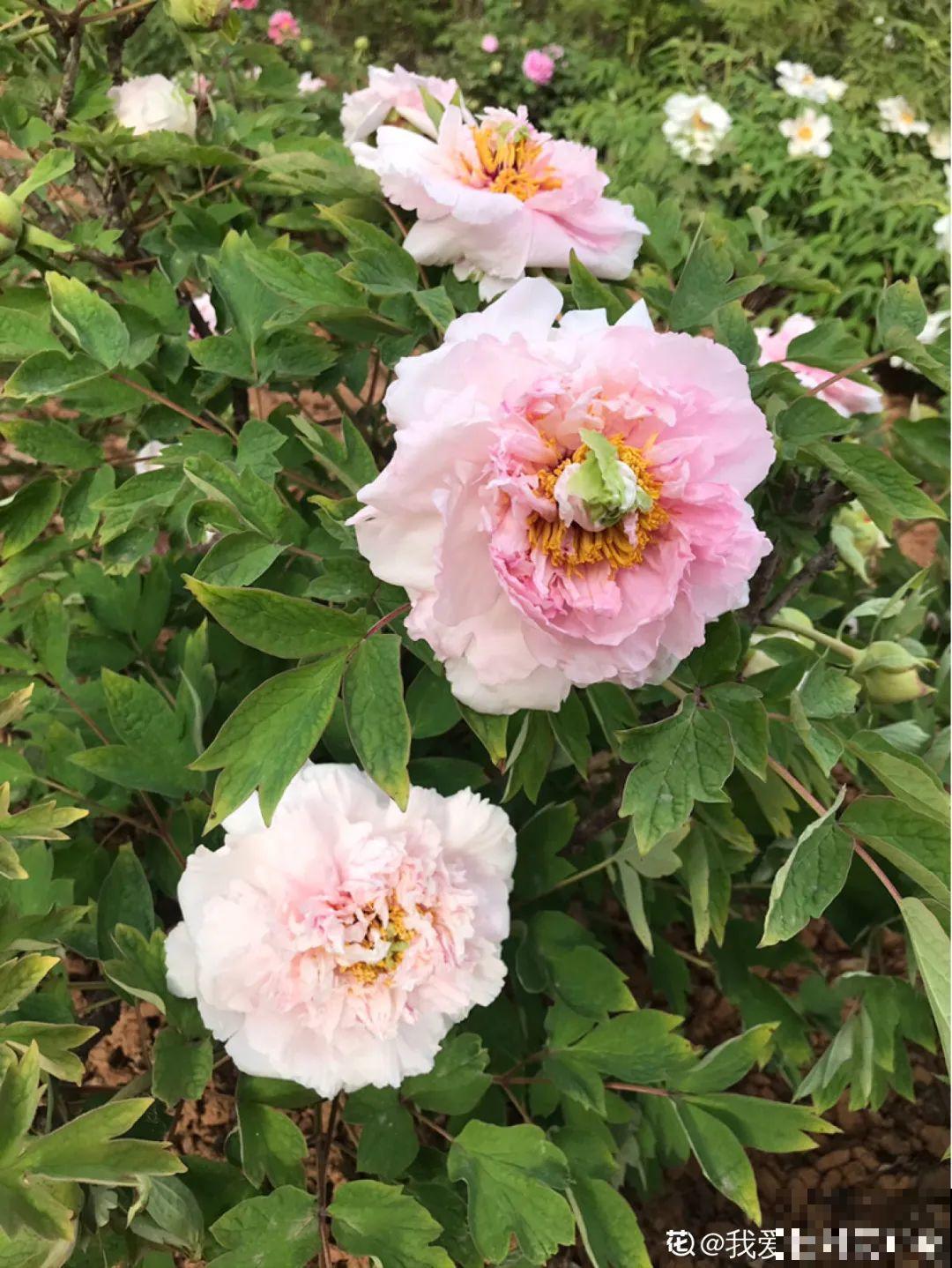 花中之王牡丹,过年家里备一盆,艳压群芳! 花中之王牡丹,过年家里备一盆,艳压群芳!