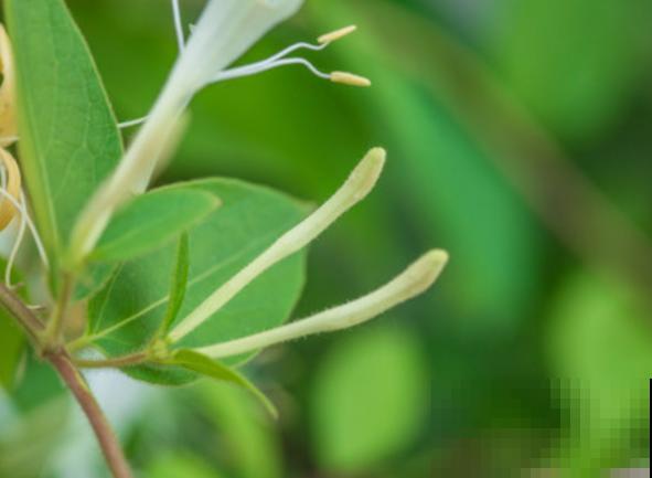 盆栽金银花，老是黄叶掉叶，主要和这4点有关