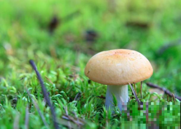 家庭蘑菇菌包种植,记住这4点,轻松种出蘑菇 家庭蘑菇菌包种植,记住这4点,轻松种出蘑菇