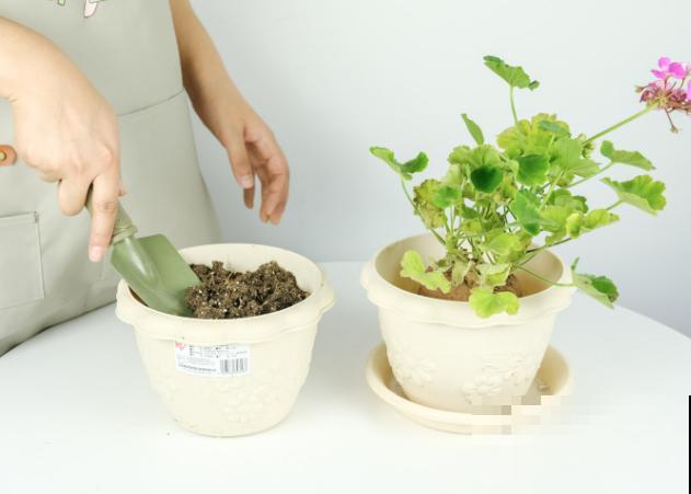 天竺葵叶子焦边不要急，处理好这3步，长势很喜人
