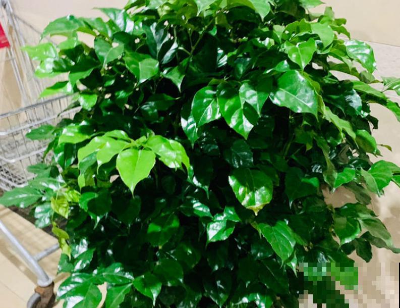 幸福树总掉叶,记住养护3步骤,轻轻松松养好 幸福树总掉叶,记住养护3步骤,轻轻松松养好