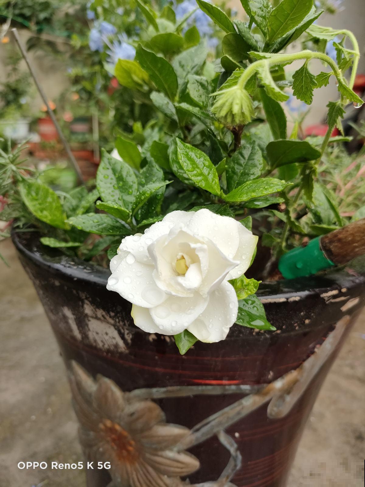 没过清明节，4种花别搬到室外，冻死了就太可惜