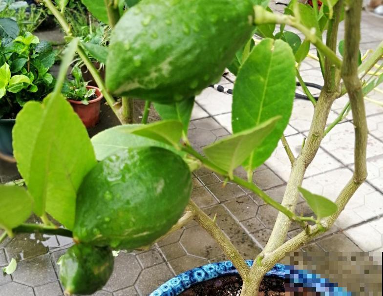 室内盆栽柠檬树,总掉叶子不要怕,做好这4点轻松养护 室内盆栽柠檬树,总掉叶子不要怕,做好这4点轻松养护